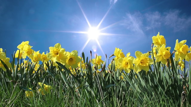 Fr&uuml;hling