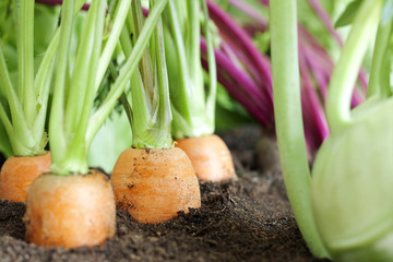 Many fresh organic vegetables growing in the garden closeup