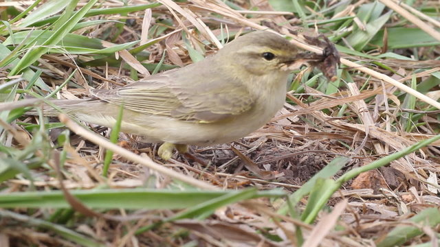 successful hunting of willow warbler