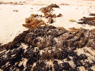 Wood dissolution visible in sand on the beach.