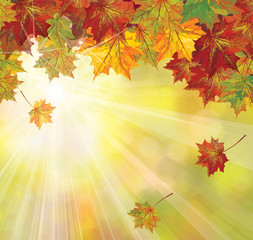 Naklejka na ściany i meble Vector of autumnal leaves on sunny background.