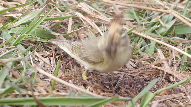 willow warbler eats the caught butterfly