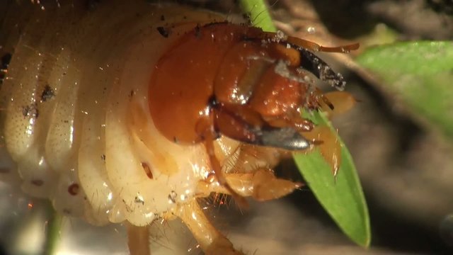 Grub Cockchafer