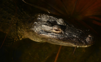 Alligator