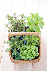 basket of herbs