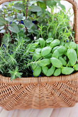 basket of herbs