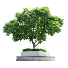 Fototapeta premium Tree