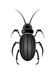 beetle black and white