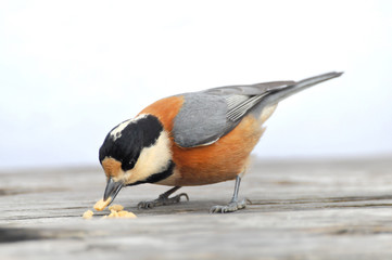 ヤマガラの食事