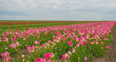 Field of tulips in spring