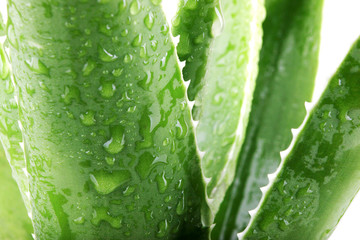 aloe vera leaves
