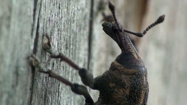 spider macro