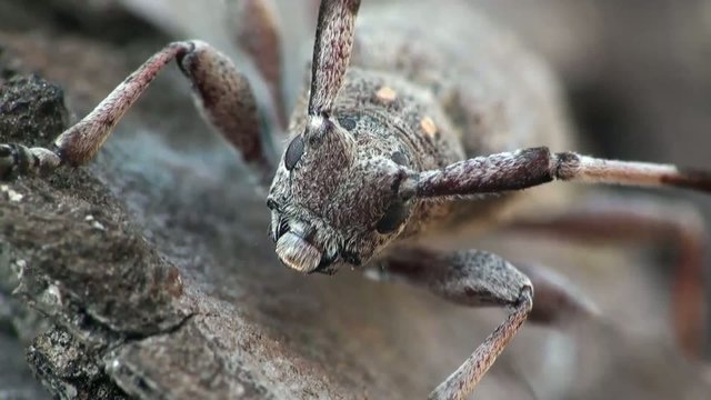 Longhorn beetle macro