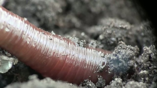 Earth worm is hiding in the ground