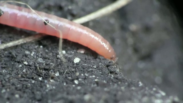 Earth worm is hiding in the ground