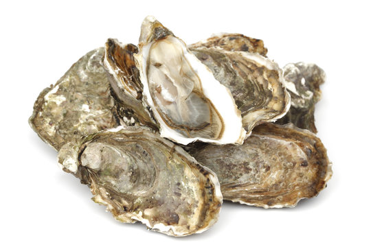 Oysters on white