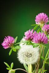 Mlecz polny z koniczyną © CUKMEN