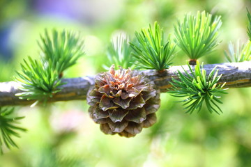 Branch with cone. Larix leptolepis