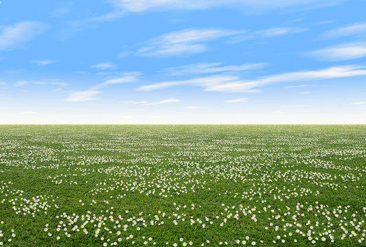 Field with flowers in spring with blue sky
