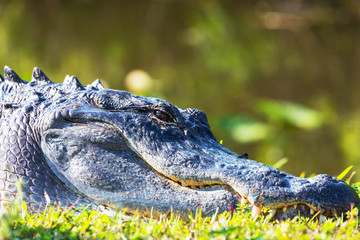 Alligator