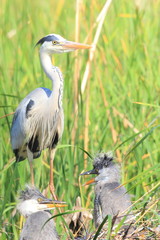 アオサギの親子