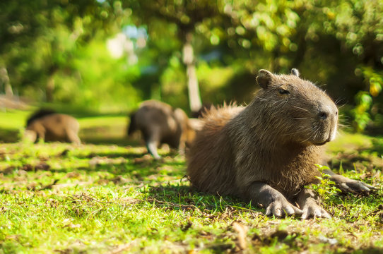 Capybara relaxed (Hydrochoerus hydrochaeris)