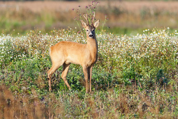 Roe deer buck