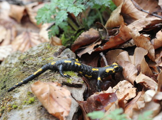 Obraz na płótnie Canvas Salamander w Parku Narodowym Keller