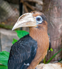 Portrait of brown hornbill © chat9780