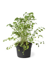 Pot with Small burnet plant