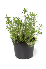 Pot with Winter savory