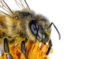 Bee on the flower
