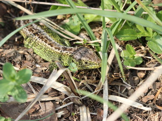 Männliche Zauneidechse im Versteck
