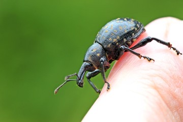 Deutscher Trägrüssler (Liparus germanus) 