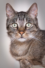 Portrait - europäisch Kurzhaar