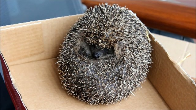 Zusammengerollter Igel (Hedgehog)