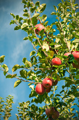 Fuji Apple Orchard