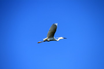 Egret bird flying