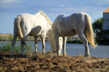 Obraz na płótnie Canvas White horses eating, Camargue, France