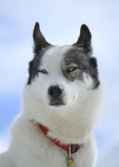 Siberian husky dog portrait