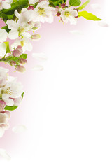 Apple Blossom Border