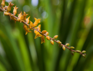 Dyckia remotiflora