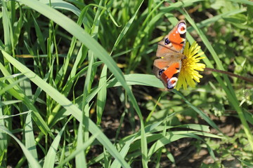 butterfly on dandelion