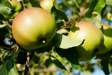 Apples on the apple tree branch