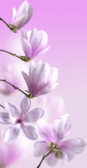 magnolia - 52400707