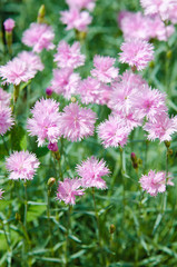 Fototapeta premium little pink flower