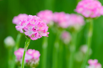 Fototapeta premium little pink flower