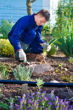 Farmer Planting An Iris Flower In Soil