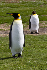 Two King Penguins