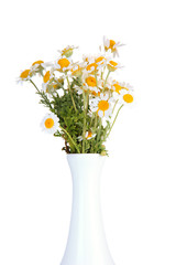 Beautiful wild camomiles in .vase, isolated on white